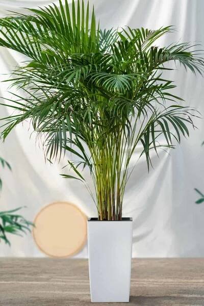 Areca Palm (Dypsis lutescens) in pot