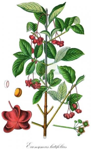 Euonymus latifolius - Celastraceae,Plantae,Pteridobiotina,Angiosperms,Celastrales,Celastraceae,Euonymus,Euonymus latifolius,Euonymus europaeus subsp. latifolius, Euonymus europaeus var. latifolius, Kalonymus latifolia,Breitblättriges Pfaffenhütchen;Breitblättriger Spindelstrauch;Breitblättriges Pfaffenkäppchen;large-leaved spindle;alpine spindle;broad-leaved spindle;Fusain à larges feuilles;fusain noir pourpre;fusain à feuilles larges;fusain noir-pourpre;bonetero de Cazorla;Fusaria maggiore;evonimo a foglie larghe;wimper-parelgras;breedbladige kardinaalsmuts;brede kardinaalsmuts;бересклет тёмно-багряный;iğağacı;shikakuq;evònim de fulla ampla;širokolisna kurika;storbladig benved;trzmielina wielkoowosowa;širokolistna trdoleska;salbă-moale;бруслина широколиста;широколистен чашкодрян