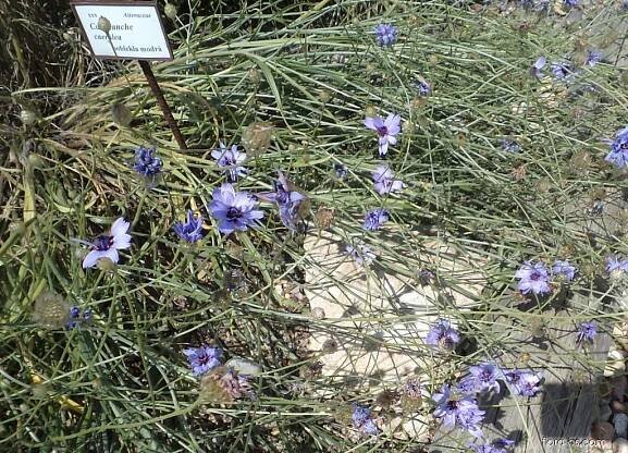 Poblekla modrá (Catananche caerulea)
