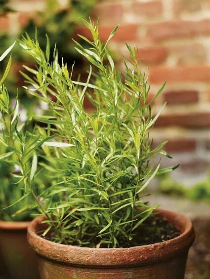 Tarragon