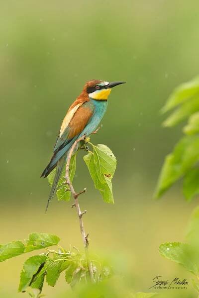 Srostloprstí | Štěpán Mikulka | Wildlife fotograf