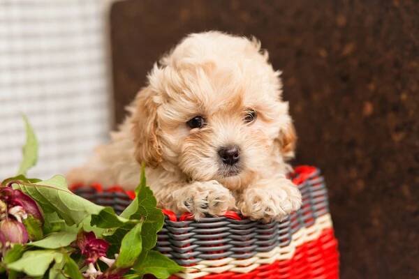 Maltipoo (Maltese x Poodle)