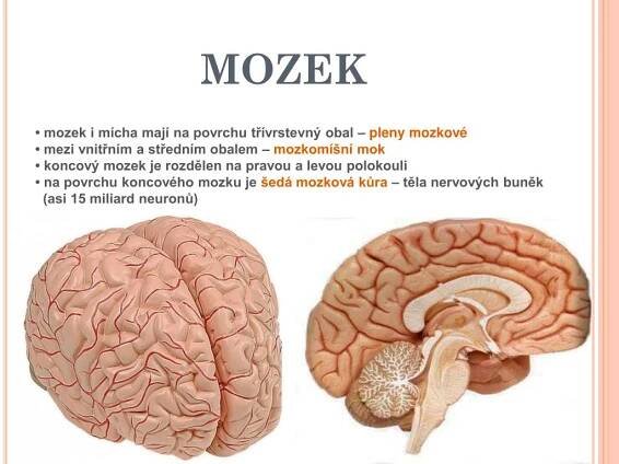 PPT - Mícha a mozek PowerPoint Presentation, free download - ID:5331689