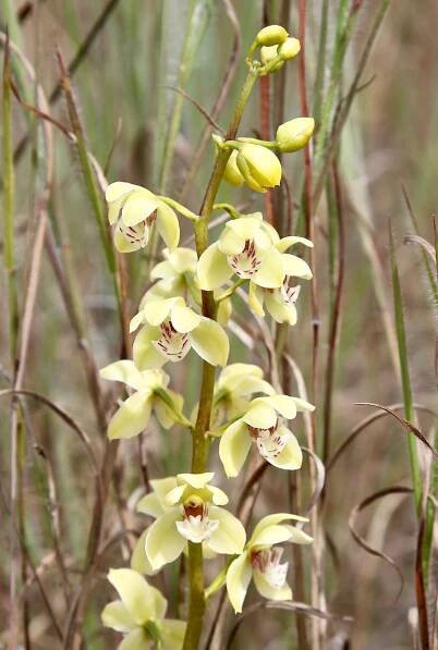 Koellensteinia