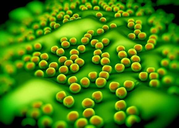 bakterie superbug nebo staphylococcus aureus (mrsa) - mrsa - stock snímky, obrázky a fotky