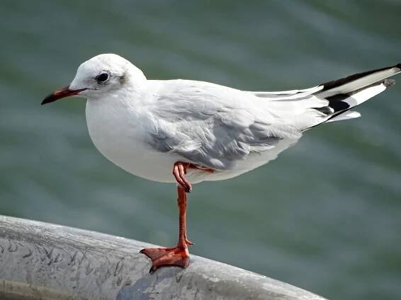 9 Best Ways To Identify Birds In Flight (BONUS resources!) - Birding Outdoors