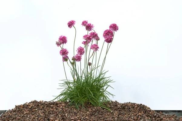Plants for encouraging pollinators in small spaces / RHS 