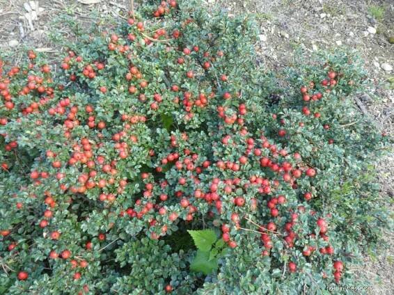 Skalník (Cotoneaster cardinalis)
