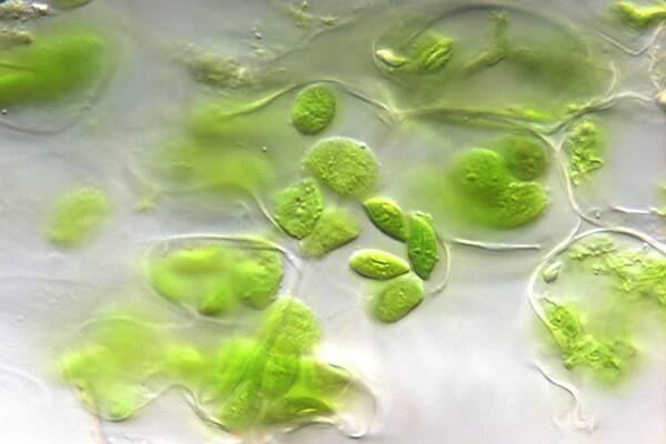 35-facts-about-chloroplasts
