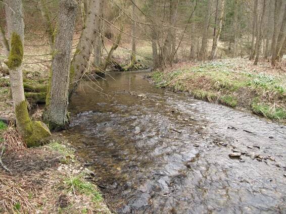 Zlatník (přítok Kamenice)