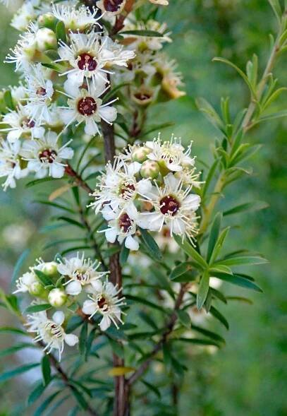 Kunzea robusta