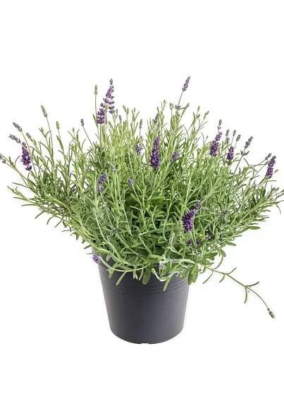 Lavandula angustifolia 'Hidcote' C5L