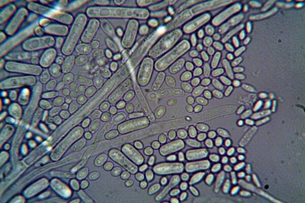 Biocides - Zagosa Industrial