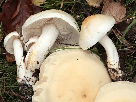 Tricholoma - čirůvka - myko.cz