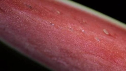 Červená dužnina melounu ovoce kroužící na černém pozadí — Stock záběr