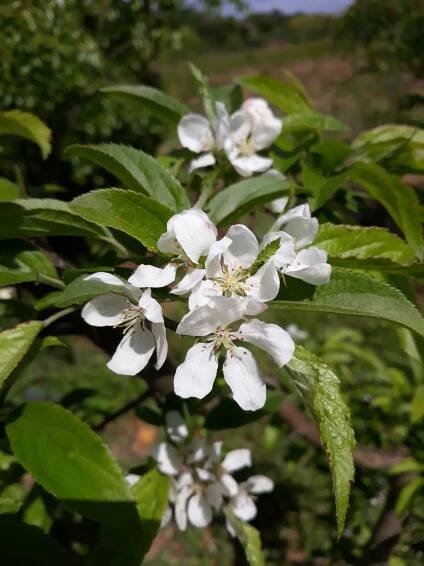Malus transitoria