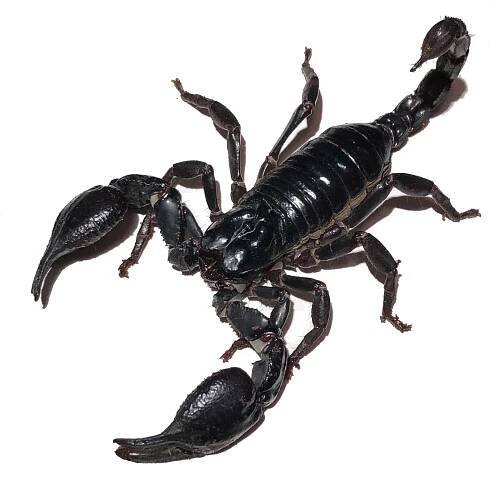 The Scorpion Files - Picture gallery (Scorpion pictures)