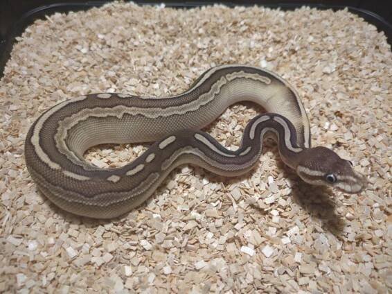 Lesser Pewter