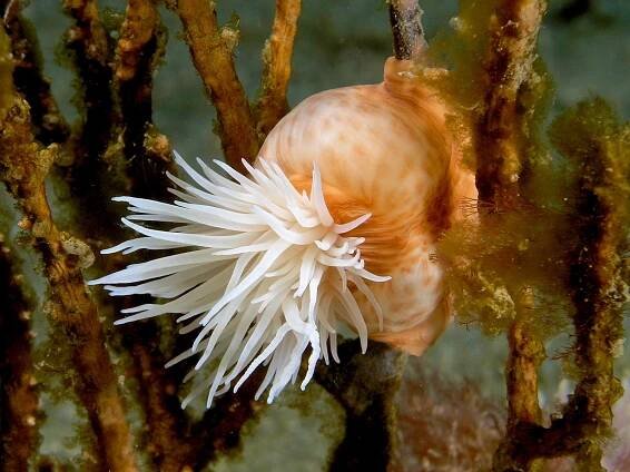 File:Amphianthus sp. (Colonial anemone).jpg - Wikimedia Commons