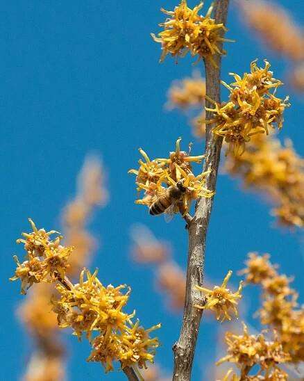 witch hazel