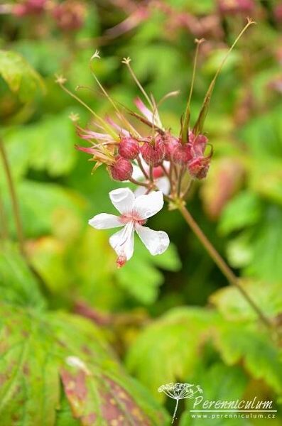 Geranium macrorrhizum 'Album' | Perenniculum