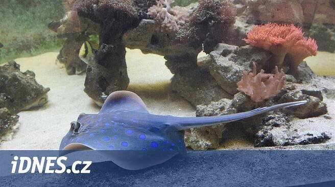 Do olomoucké zoo přibyla rejnočí kráska, v Evropě ji má jen tucet zahrad - iDNES.cz