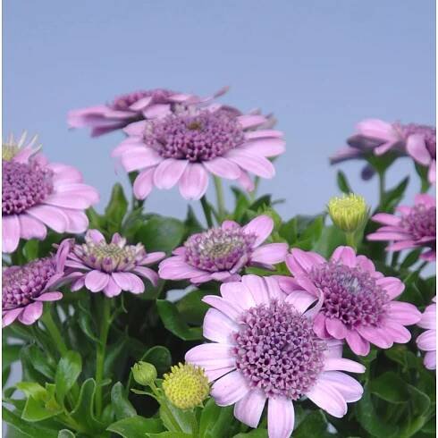 OBI Kapská kopretina různé cca 15-20 cm průměr cca 10,5 cm Osteospermum