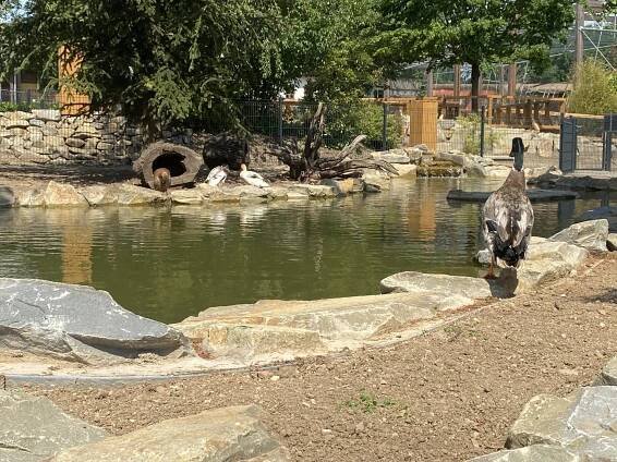 Želvičky v Zoo Vyškov 🐢🤍 - Základní škola a mateřská škola Ketkovice