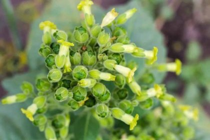 Nicotiana plant of species Nicotiana rustica also known as Aztec tobacco or strong tobacco with yellow flowers and young fruits on field, top view close-up on a blurred background — Stock obrázek