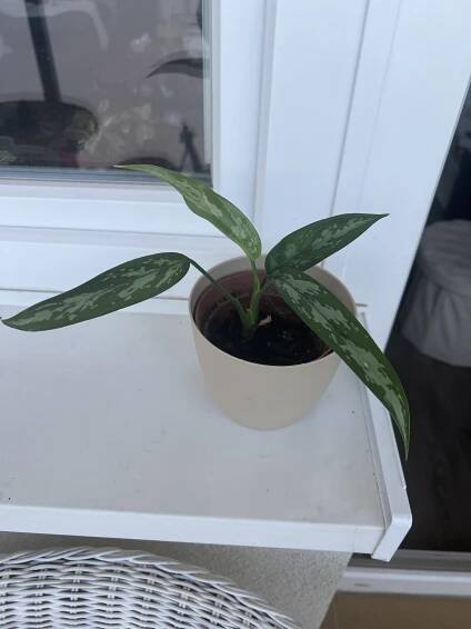 Aglaonema commutatum