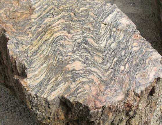 ortorula