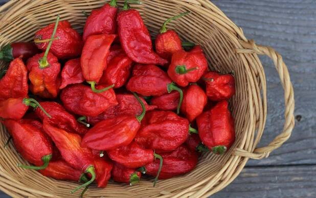 Chilli papričky jsou jako droga: jednou zkusíte a už bez nich nemůžete žít. Těmto druhům se ale vyhněte!