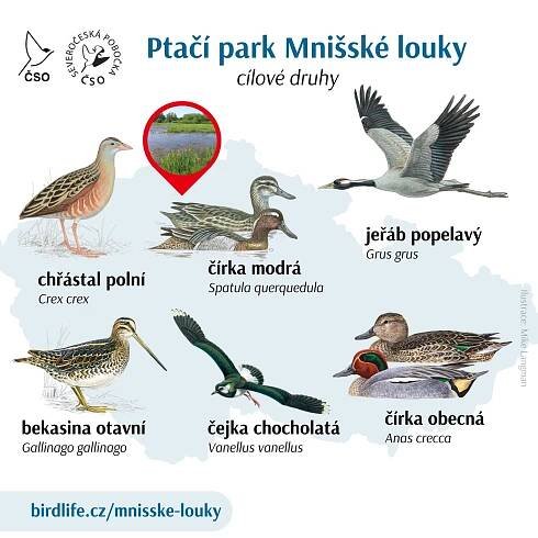 Mnišské louky se mění v ptačí ráj. Kraj přispěje na ochranu mokřadních druhů