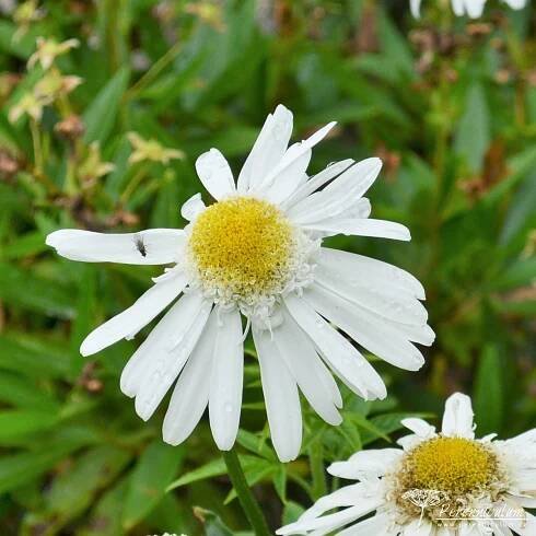Leucanthemum × superbum 'Wirral Supreme'