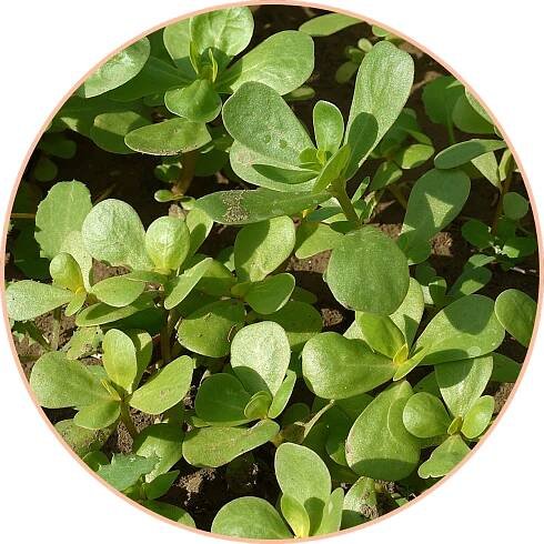 purslane_element.png__PID:1186b9a9-fd92-46a7-ab4b-0e96d56a5fa0