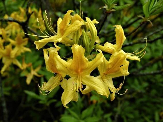 rododendron měkký