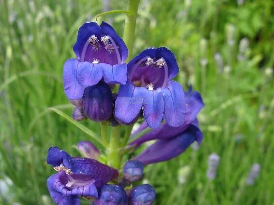 Penstemon strictus - dračík Zahradnictví Krulichovi - zahradnictví, květinářství, trvalky, skalničky, bylinky a koření 