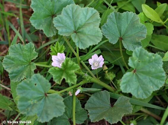 Malva neglecta - sléz přehlížený | Malvaceae - slézovité | Natura Bohemica