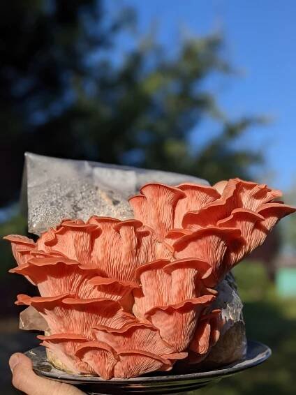 Gourmet Pink Oyster Grow Kit