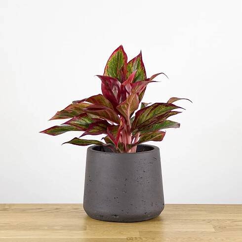 Aglaonema Crete