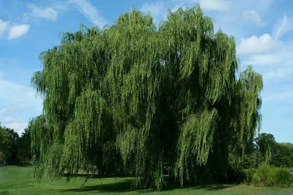 These Trees, Bushes, and Flowers Absorb LOTS of Water