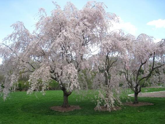 Soubor:Prunus subhirtella 'Pendula', Arnold Arboretum - IMG 5949.JPG