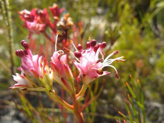 Serruria meisneriana