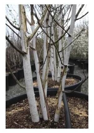 BETULA utilis jacquemontii 4