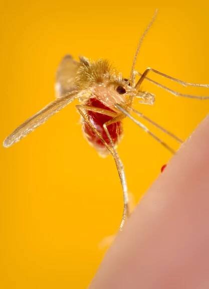 Phlebotominae