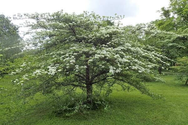 Soubor:Crataegus crus-galli kz01.jpg – Wikipedie