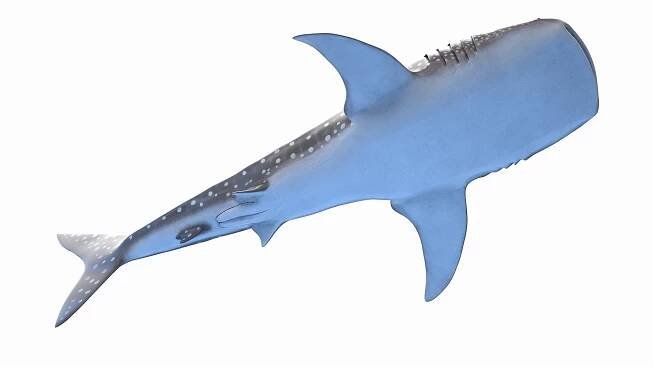 3D Marine Collection https://p.turbosquid.com/ts-thumb/Bz/o6dex1/4R/whale_shark0003/jpg/1721544131/1920x1080/fit_q87/1254f8f3afee4d99f0e75661325467b6b3df4e28/whale_shark0003.jpg
