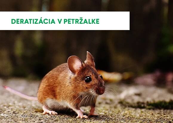 Jarná deratizácia verejných priestranstiev začína už 4. apríla