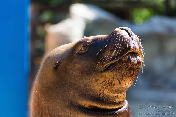 Giuseppe Cammino - July 2017 - Zoo Aquarium - Madrid