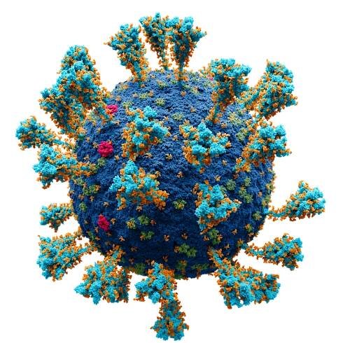 File:Coronavirus. SARS-CoV-2.png